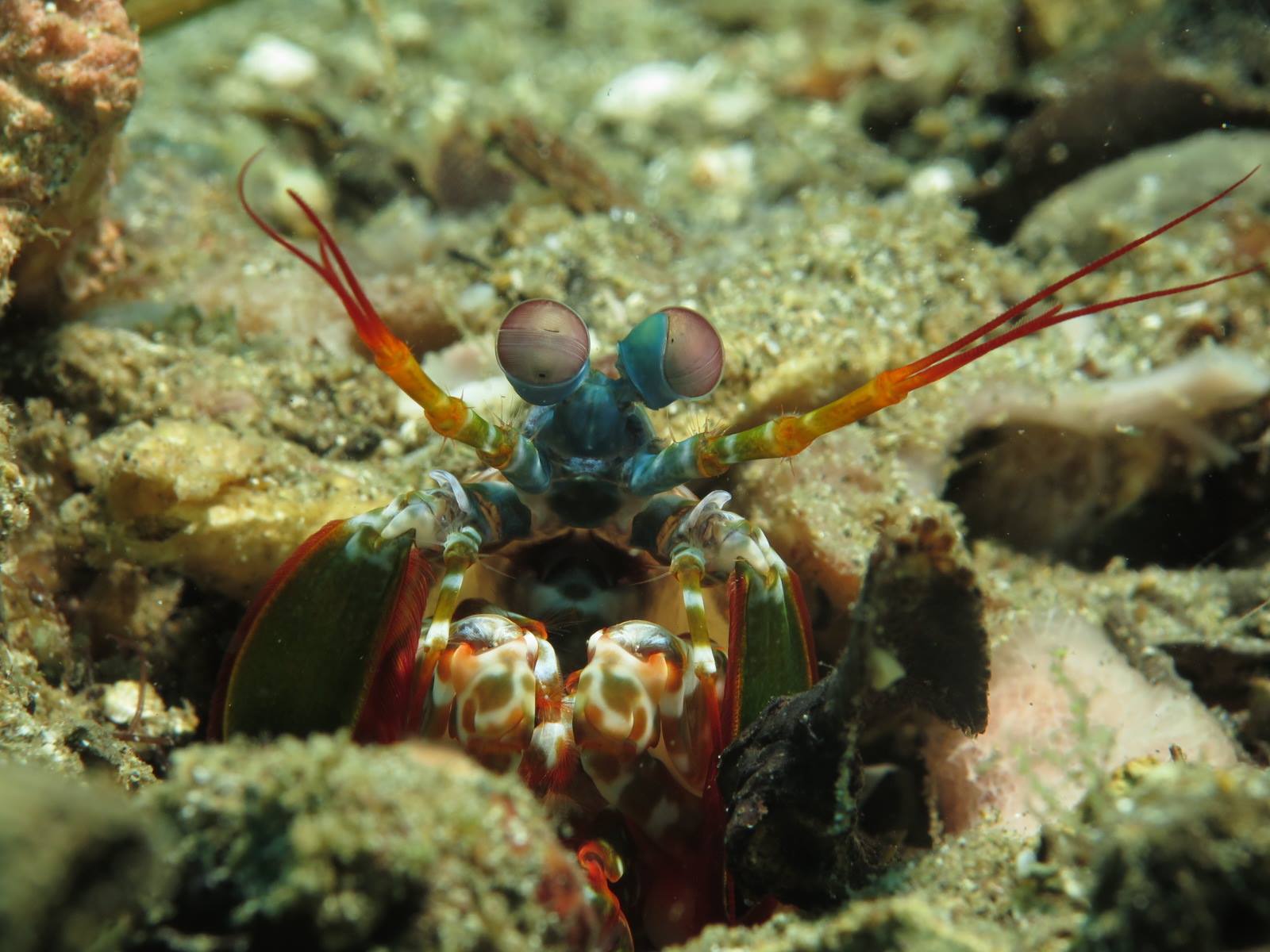 Peacock mantis shrimp — Anilao macro diving